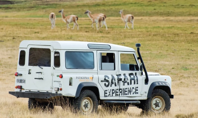 Safari Experience Calafate