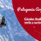 Cóndor andino volando sobre montañas de la Patagonia.